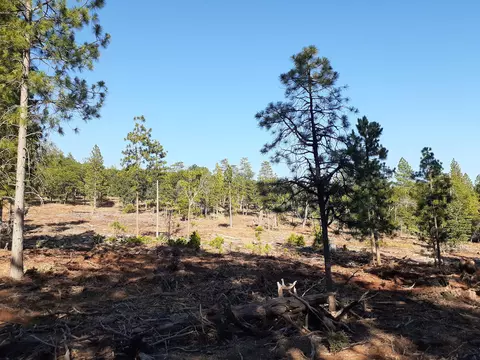 000 Chapman Rd, Shingletown, CA 96088 photo 13