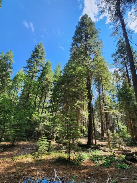 Lot 8 Sky Tree Ln, Shingletown, CA 96088 photo 13