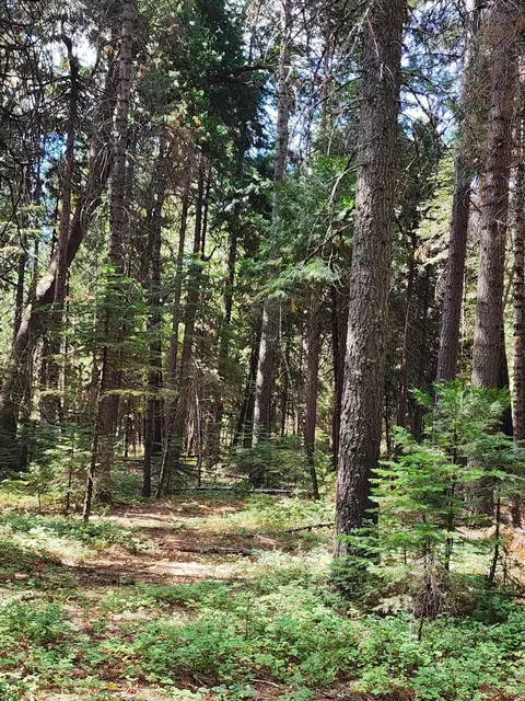Lot 8 Sky Tree Ln, Shingletown, CA 96088 photo 6