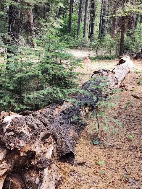 Lot 8 Sky Tree Ln, Shingletown, CA 96088 photo 9