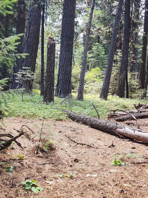 Lot 8 Sky Tree Ln, Shingletown, CA 96088 photo 8