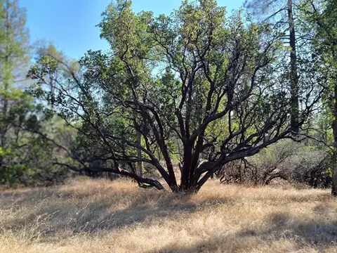 Ca-44, Millville, CA 96062 photo 7