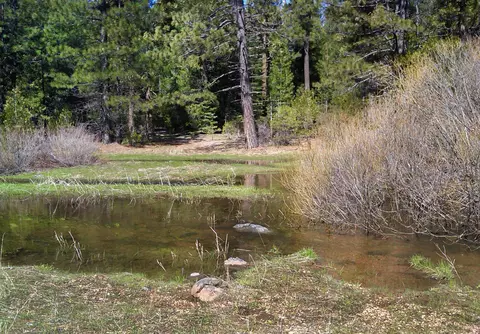 Ritts Mill, Shingletown, CA 96088 photo 20