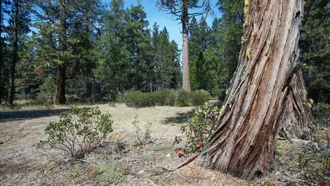 Ritts Mill, Shingletown, CA 96088 photo 9