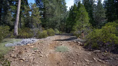 Ritts Mill, Shingletown, CA 96088 photo 14