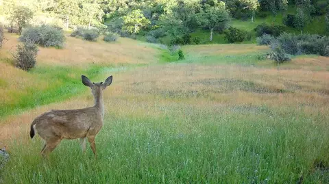 Lot 62 Nono Rd, Ono, CA 96047 photo 4
