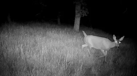 Lot 62 Nono Rd, Ono, CA 96047 photo 9