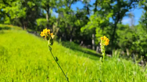 Lot 62 Nono Rd, Ono, CA 96047 photo 28