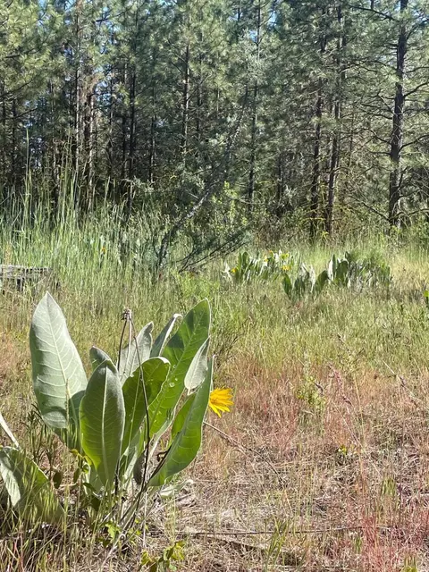 Lee Rd, Mcarthur, CA 96056 photo 4