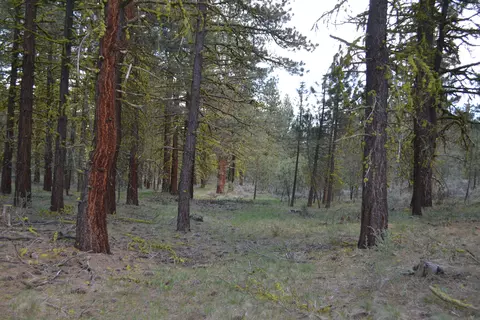 Spring Hill Drive, Termo, CA 96132 photo 19