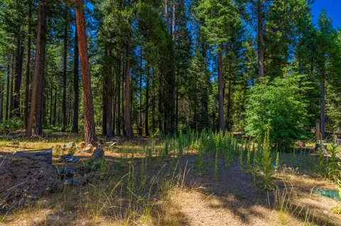 36520 Deer Flat Rd, Shingletown, CA 96088 photo 22
