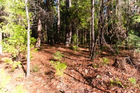 One Hundred Rd, Shingletown, CA 96088 photo 2