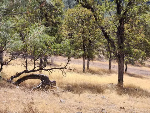 32415 Dickerson Rd, Whitmore, CA 96096 photo 47