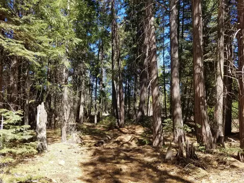 lot1 Eckert Ln, Shingletown, CA 96088 photo 15