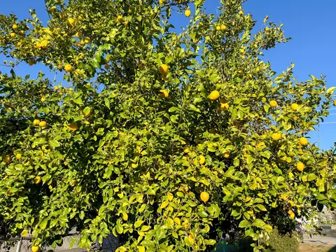 Other - 457 2nd St, Willows, CA 95988 photo 5 of 6