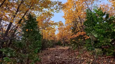 5 Acres Seclusion Dr, Montgomery Creek, CA 96065