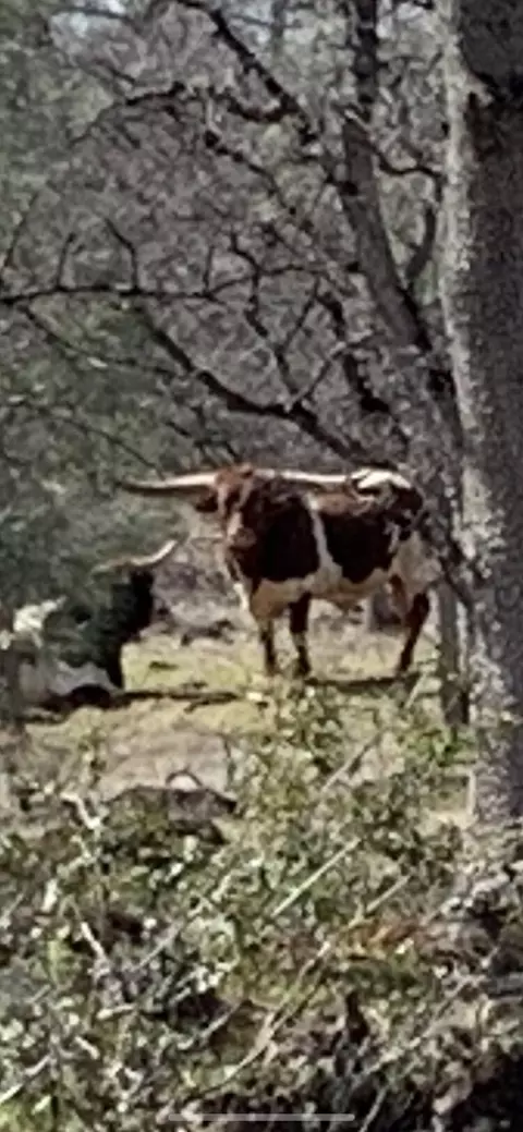 Buffalo, Anderson, CA 96007 photo 6
