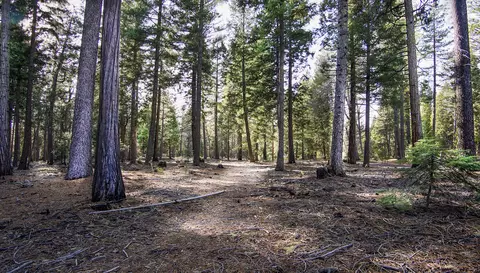 002 Ritts Ml, Shingletown, CA 96088