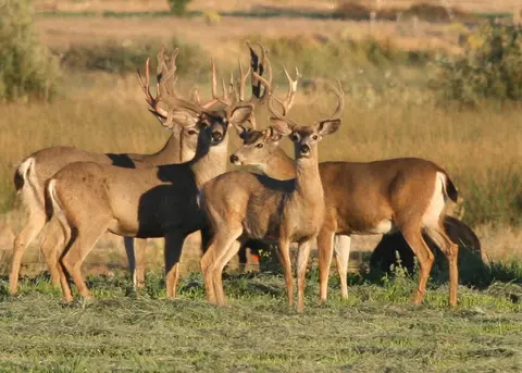 25653 Glenburn Rd, Fall River Mills, CA 96028