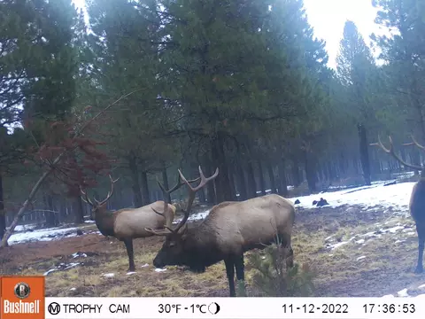 Other - 2125 Lava, Mccloud, CA 96057 photo 15 of 29