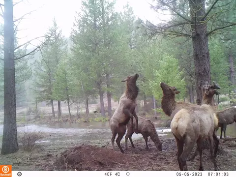 Other - 2125 Lava, Mccloud, CA 96057 photo 10 of 29