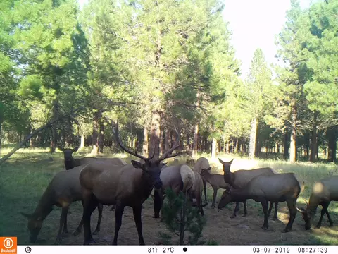 Other - 2125 Lava, Mccloud, CA 96057 photo 23 of 29
