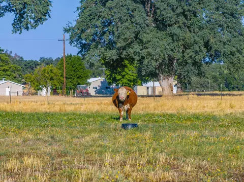 Other - 15775 Red Bank Rd, Red Bluff, CA 96080 photo 35 of 36
