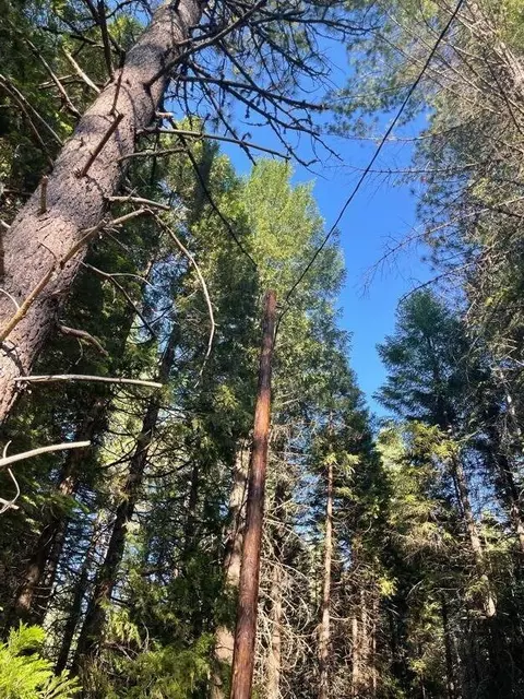 Shenandoah Drive, Shingletown, CA 96088 photo 3
