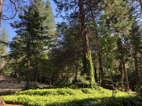 32400 Dickerson Way, Whitmore, CA 96096 photo 44