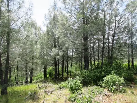 18155 Patterson Ranch Rd, Round Mountain, CA 96084 photo 7