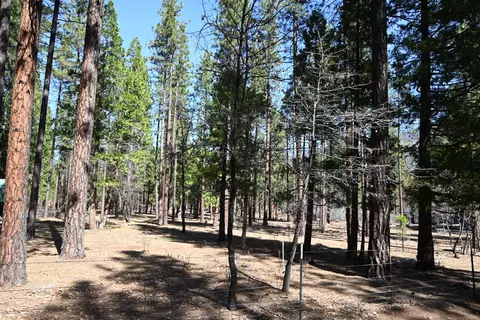 00000 Pine Shadows, Mcarthur, CA 96056