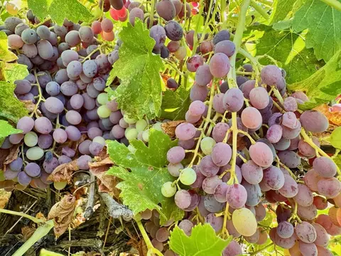 Other - 21855 Graham Rd, Manton, CA 96059 photo 15 of 35