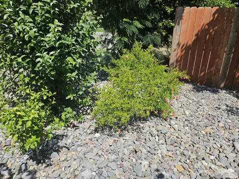 Exterior - 1615 Oak St, Redding, CA 96001 photo 15 of 17