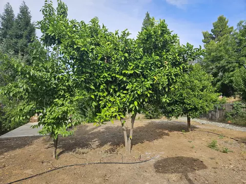Exterior - 1615 Oak St, Redding, CA 96001 photo 10 of 17