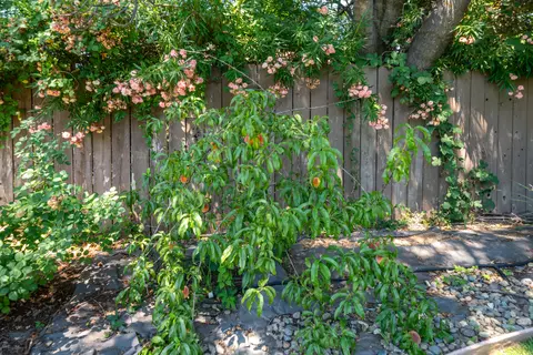 608 Saint Thomas Pkwy, Redding, CA 96003 photo 35