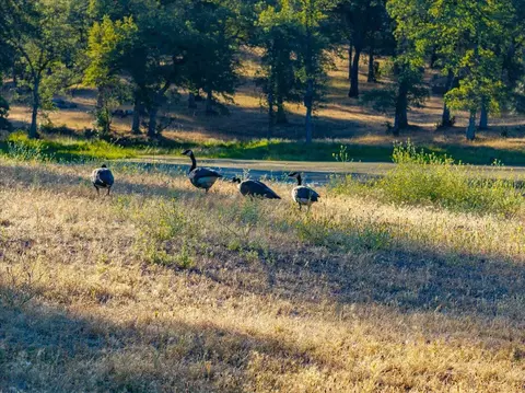 Other - 8499 Simmons Rd, Redding, CA 96001 photo 14 of 14