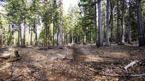 003 Ritts Mill Rd, Shingletown, CA 96088