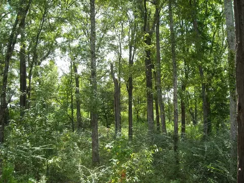 159 Peninsula Ave, Macon, GA 31220 photo 15