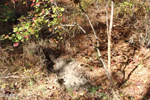 00 Highway 341 N, Roberta, GA 31078 photo 14