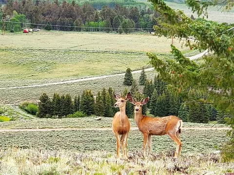 457 Castle Cir, Powderhorn, CO 81243
