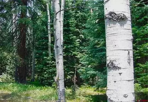 703 Wildflower Dr, Cimarron, CO 81220
