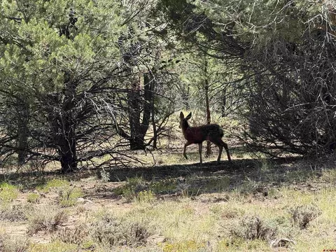 1960 Marmot Dr, Ridgway, CO 81432 photo 3