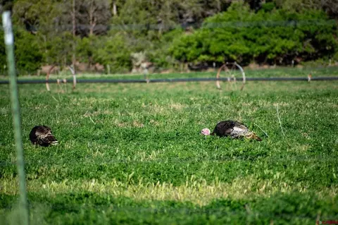 Other - Undisclosed, Gateway, CO 81522 photo 14 of 34