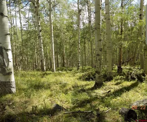 APT tbd Usfs Rd 763 Road, Pitkin, CO 81241