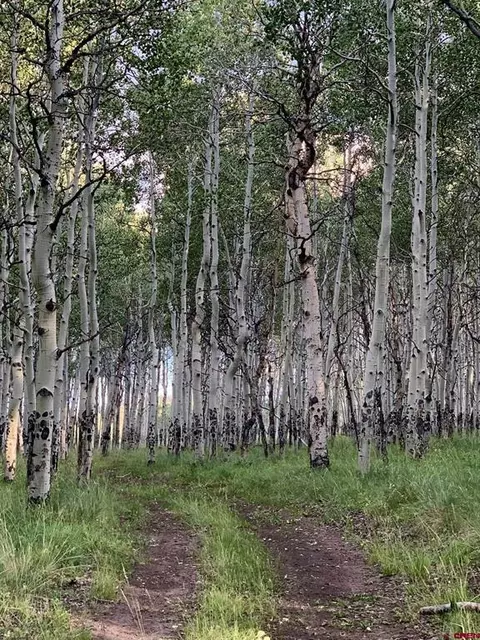 807 911 Mosquito Trl, Powderhorn, CO 81243