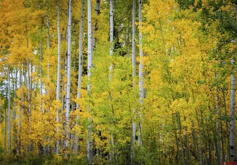 tbd Story Fork Rd, Durango, CO 81301 photo 14