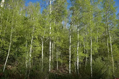 350 Falcon Ridge Rd, Durango, CO 81301 photo 17