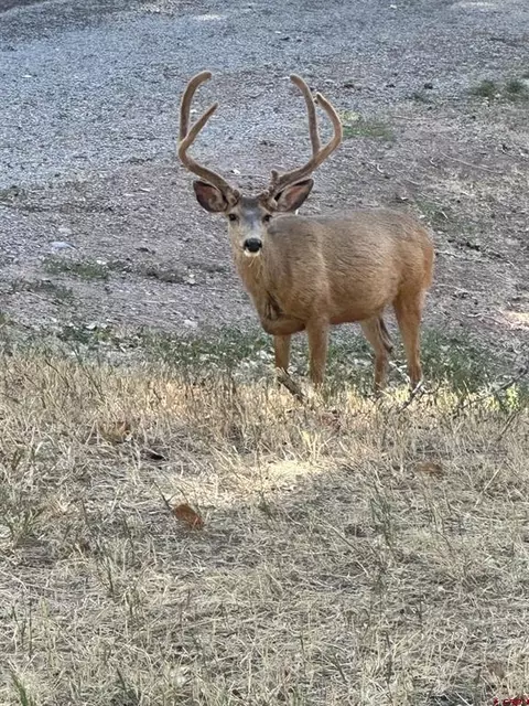 Other - Undisclosed, Durango, CO 81301 photo 7 of 20