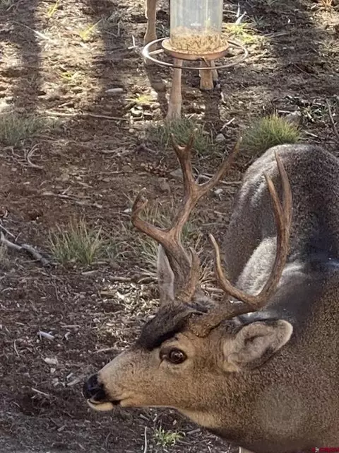 Other - 234 D Bar K Dr, Durango, CO 81301 photo 13 of 14