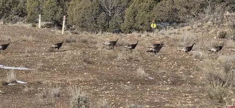 Other - 3115 Cr 973, Ignacio, CO 81137 photo 17 of 21